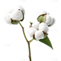 植物系列实景感绿色枝条棉花