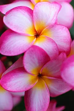 植物盆栽鸡蛋花高清手机桌面壁纸