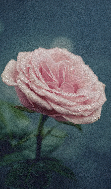 沾满露水的玫瑰 #花瓣花语录#