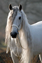 Beautiful white horse