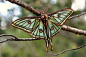 rhamphotheca:

thelittlesea: Spanish Moon Moth (Graellsia isabellae)

