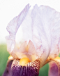 Photo by 观夏 To Summer on May 21, 2024. May be an image of flower.