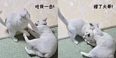 猫打架 - 搜索结果 - 知乎