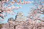 Himeji Castle in cherry blossom season by keweitsai on 500px