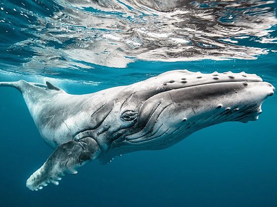 A young humpback wha...