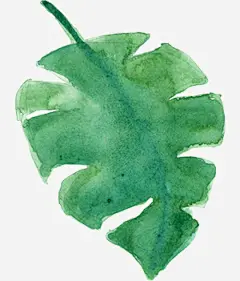 水彩芙蓉花卉艺术手绘彩绘水彩插画高清素材 免扣手绘彩绘水彩插画 水彩芙蓉花卉艺术免扣 免抠png 设计图片 免费下载