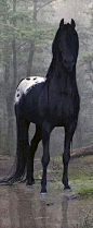Beautiful Appaloosa: 