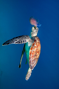 YANMIEZUIE采集到海洋生物