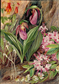 Wildflowers of New York State by Marianne North
