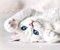 蓝眼睛白猫