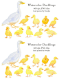 鸭子手绘水彩剪贴画 Country Clipart - Ducklings