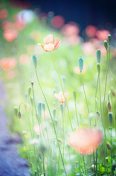 妙法莲花经采集到花花