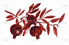 石榴,草图,说明,