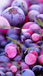 带着冰霜的蓝莓特写高清摄影图片