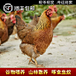 广东清远鸡现杀新鲜孕妇滋补净重2只6斤老母鸡散养土鸡2年走地鸡-淘宝网