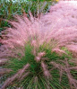 粉黛亂子草Cotton Candy Grass - Withstands heat, humidity, poor soil and even drought. Very easy to grow, it reaches a mature height of 3-4 feet tall and gets 3-4 feet wide. Grows in all U.S zones.