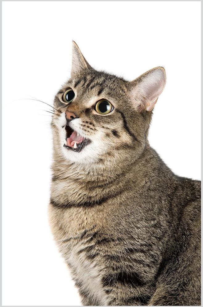 狸花猫猫咪高清摄影图片-众图网