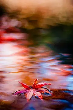 秋末枫叶唯美摄影安卓手机壁纸下载http://www.kutoo8.com/