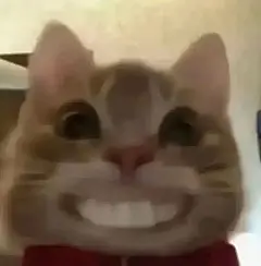 表情包丨最近超火的歪嘴猫表情包合集|拾荒|文案|歪嘴猫|表情包_手机网易网