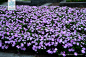 新几内亚凤仙花 Impatiens hawkeri W. Bull 中国植物图像库