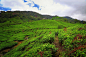 The Green Tea Fields by M AlHarby on 500px