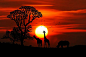 Silhouette Photography of Two Giraffe and Rhinoceros during Golden Hour
