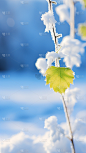 冬天冬季冬日雪景风景植物背景