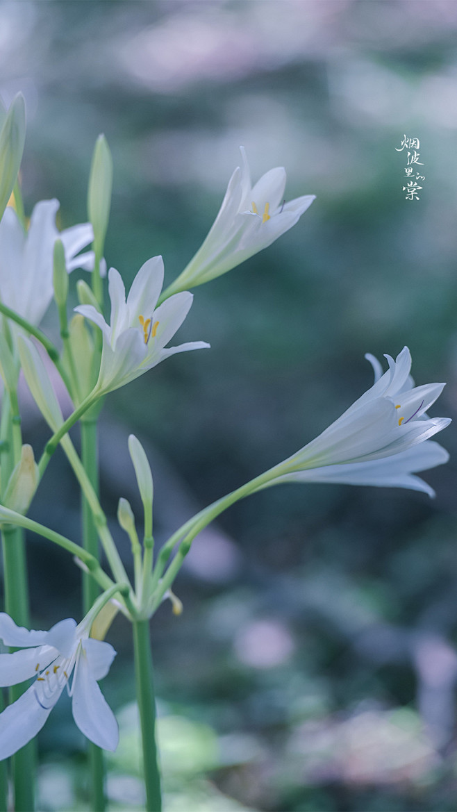 长筒石蒜~ cr：烟波里