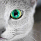 拥有碧绿双眸的蓝猫Auri，眼睛像湖泊一样清澈，简直是美呆了来自ins.xafiandauri ​​​​