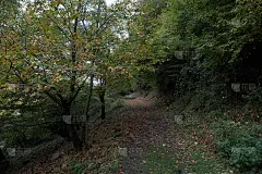 日落时分，美丽的秋日森林和柏油山路。美丽的风景与空的道路，树木和阳光在傍晚的秋天。旅游的背景。自然