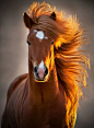 beautiful | Horse