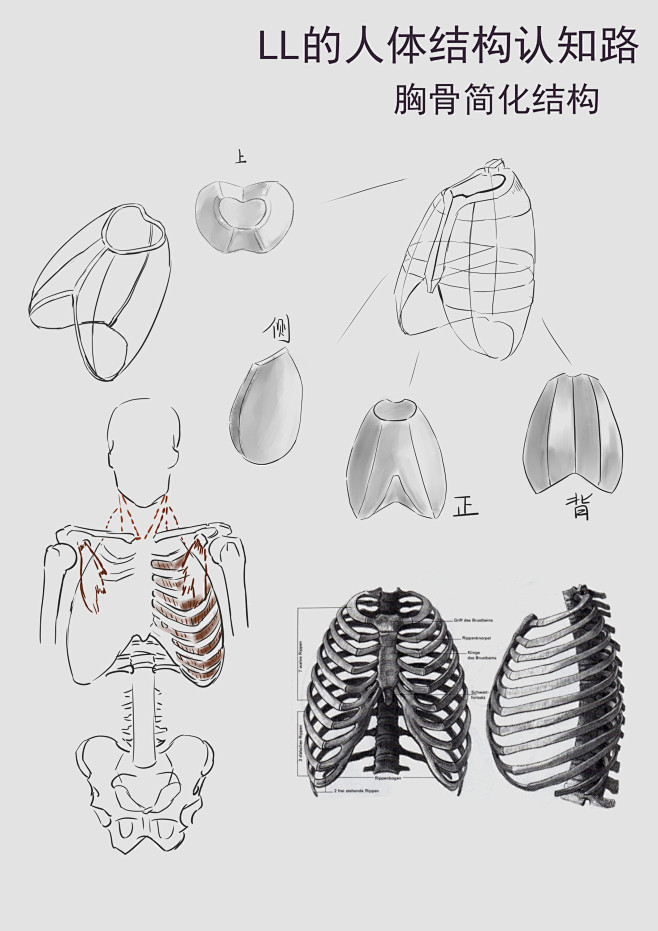14:16:13胸骨简化结构骨骼long_wtf该采集也在以下画板加载更多