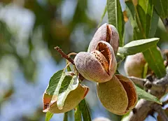 Nature, Flora, Leaf, Tree, Garden, Food, Agriculture