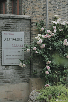 星野沙希采集到花卉氛围参考