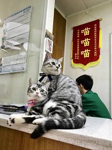 今天带猫做绝育，被医生办公室的锦旗笑到猪...