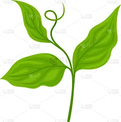 green soya plant isolated on white background