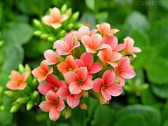 夏至蓝采集到花