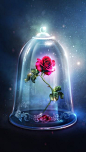 Enchanted Rose in the glass bell jar from Beauty and the Beast