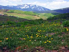 野花生长在一座小山上，背景是落基山脉