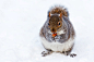Gray and White Squirrel at Snow Covered Ground