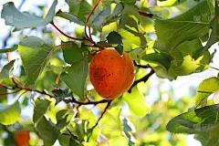 树枝上结着杏子。杏(拉丁文Prunus armeníaca)。选择焦点，底部视图，复制空间。