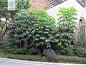 澳洲鸭脚木 Schefflera macrostachya (Benth.) Harms 中国植物图像库