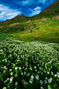 Wildflowers, San Juan Mountains, Colorado