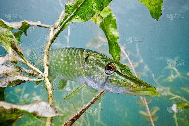 湖里的狗鱼