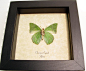 Charaxes eupale verso Real framed African Green Leaf Mimic Butterfly