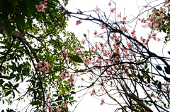 〆流年亦夢╮采集到花卉•吊钟花