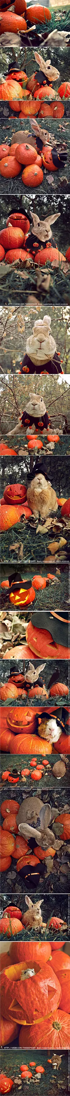 万圣节南瓜系列出炉！话说微盘君现在的桌面还是上一套壁纸中的一张呢~一不小心暴露了我是史大力脑残粉的事实·····