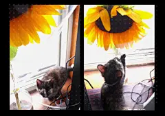 草根布丁  的插画 小猪和向日葵