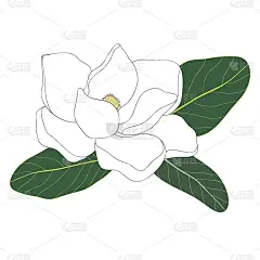 Magnolia and leaves, flower bud. Line art on white