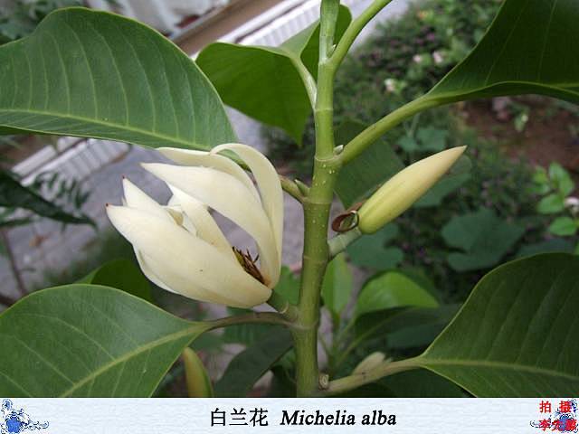 白兰